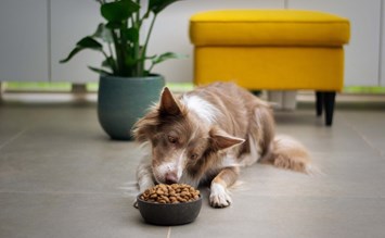 Welche Nahrungsergänzungsmittel benötigen Hunde? - hundehotel.info