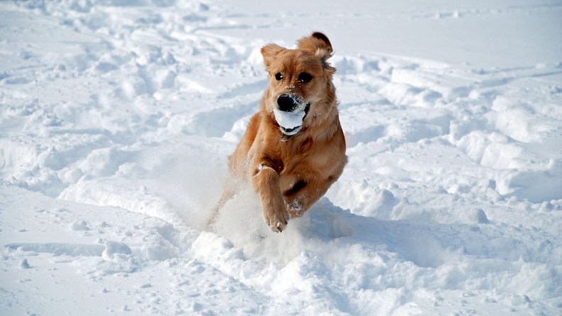 Hundefreundliche Aktivitäten und Angebote für den Winter - hundehotel.info