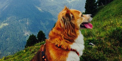 Hundehotel - Patergassen - Unzählige Wandermöglichkeiten für 2- und 4-Beiner. - Hotel Aloisia