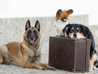 Hundehotel - Sauna - Hunde im Urlaub - Hundesporthotel Wolf
