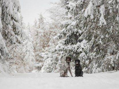 Hundehotel - Wellnessbereich - Auf dem Winterwanderweg - Hunderesort Waldeck