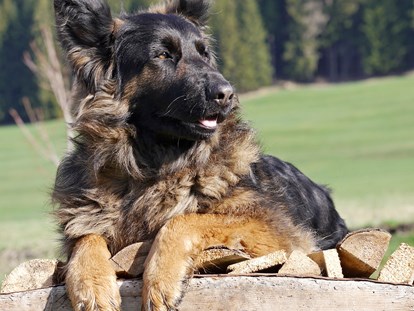 Hundehotel - Dolomiten - Auch Hunde fühlen sich bei uns sehr wohl! - HIRBEN Naturlaub