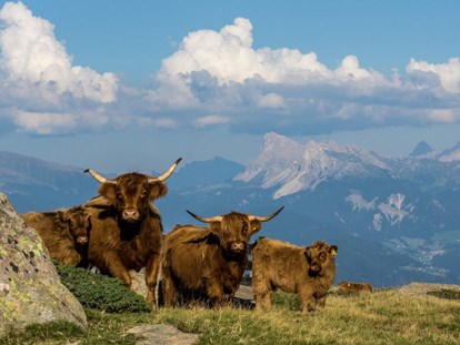 Hundehotel - Niederdorf (Trentino-Südtirol) - hoteleigener Bauernhof mit schottischen Hochlandrindern - Sonnenhotel Adler Nature Spa Adults only