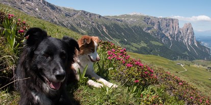 Hundehotel - Dolomiten - Sommerurlaub mit Hund - Schwarzer Adler 
