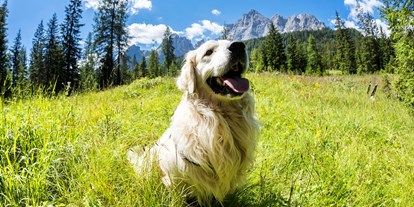 Hundehotel - Niederdorf (Trentino-Südtirol) - Hunde liebe grüne Wiesen - Caravan Park Sexten