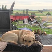 Urlaub-mit-Hund: Wolfi, ein Gasthund, freut sich über die Hunde-Couch im Panorama-Pavillon des eingezäunten Gartens.  - Wellness-Ferienhaus Maifelder Uhlenhorst mit Spa