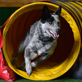 Urlaub-mit-Hund: Agility-Parcours in der Hundesporthalle - Hundesporthotel Wolf