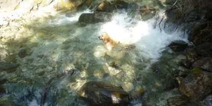 Hundehotel - Bademöglichkeit für Hunde - Radstadt - Herrliche Erfrischung in den Bergseen- und Bächen für die 4-Beiner. - Hotel Aloisia