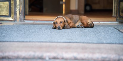 Hundehotel - Doggies: 3 Doggies - Donauraum - Genussvolle Plätze für unsere tierischen Freunde - Hotel & Restaurant Donauhof