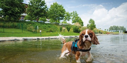 Hundehotel - Burgenland - eingezäunter Hundeschwimmteich - Hotel & Spa Larimar****S