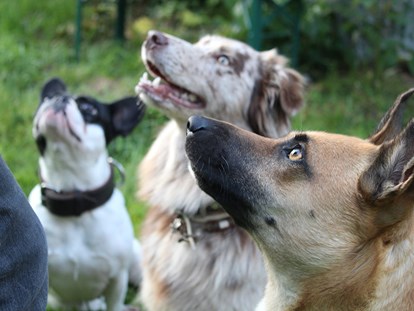Hundehotel - Bayerischer Wald - Pension Sonnleit´n Ihr Urlaub mit Hund 