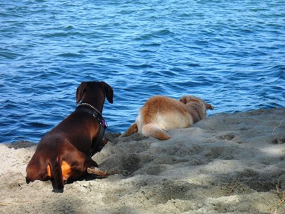 Hundehotel - Doggies: 5 Doggies - Badespaß für Ihren Hund - Feriendorf Spiaggia Romea