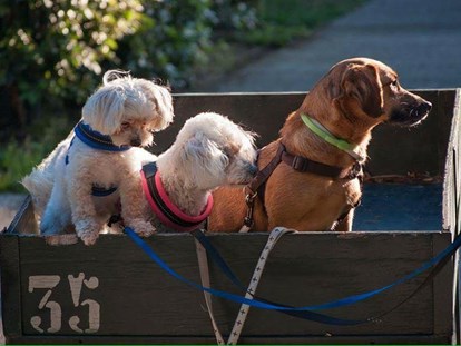 Hundehotel - Doggies: 5 Doggies - Feriendorf Spiaggia Romea