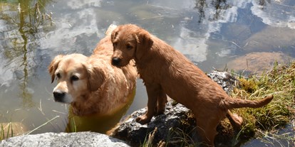 Hundehotel - Pools: Innenpool - Ellmau - Hotel Gut Brandlhof - Urlaub mit Hund im Salzburger Land - Hotel Gut Brandlhof