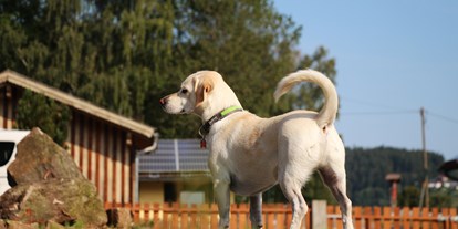 Hundehotel - Hundewiese: eingezäunt - Philippsreut - Pension Wildererhof