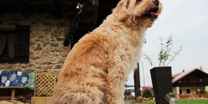 Hundehotel - Hundewiese: eingezäunt - Philippsreut - Pension Wildererhof