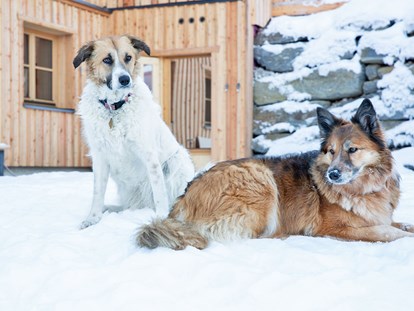 Hundehotel - Hundewiese: nicht eingezäunt - Sankt Martin am Tennengebirge - Urlaub mit Hund in den Ferienhäusern Gerhart - Ferienhäuser Gerhart