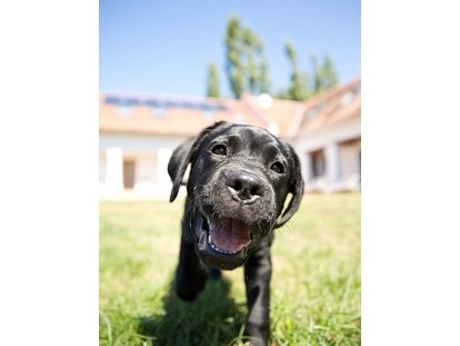 Hundehotel - Umgebungsschwerpunkt: am Land - Tieschen - Wir lieben Hunde - Das Eisenberg