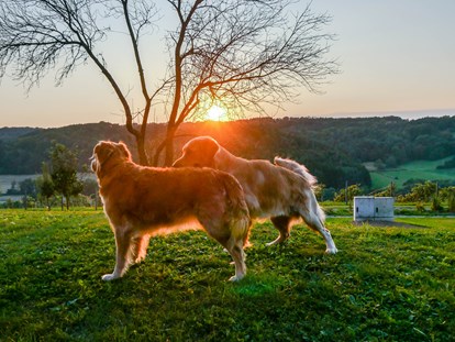 Hundehotel - Verpflegung: Frühstück - Stubenberg am See - Hunde im Garten - Das Eisenberg