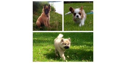 Hundehotel - Doggies: 4 Doggies - Gäste-Hundekinder Amy, Bakyra und Benny - Das BERGESGRÜN