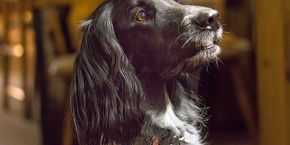 Hundehotel - WLAN - Serfaus - Diva liebt uns - und wir lieben Diva und alle unsere Gästehunde - Das BERGESGRÜN