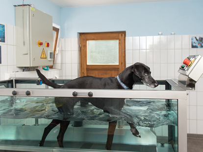 Hundehotel - Umgebungsschwerpunkt: Fluss - Oberammergau - Unterwasserlaufband für den Hund - Hundesporthotel Wolf