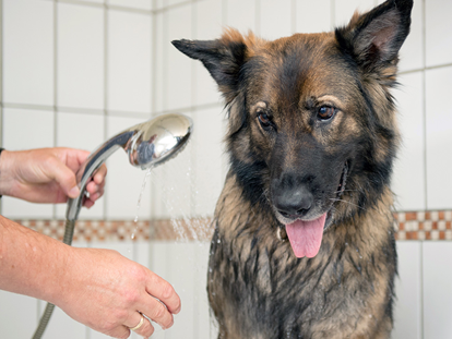 Hundehotel - Dogsitting - Deutschland - Die Hundedusche - Hundesporthotel Wolf