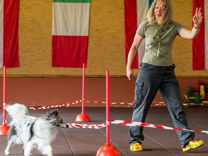 Hundehotel - Doggies: 6 Doggies - Agility-Parcours in der Hundesporthalle - Hundesporthotel Wolf