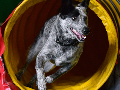 Hundehotel - Verpflegung: Halbpension - Mösern - Agility-Parcours in der Hundesporthalle - Hundesporthotel Wolf