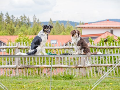 Hundehotel - Doggies: 6 Doggies - Auf dem Agilityplatz - Hunderesort Waldeck