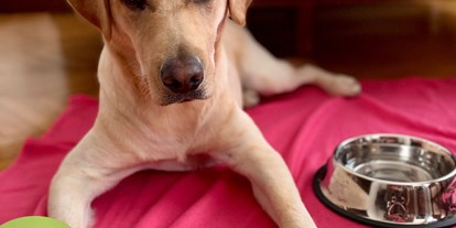 Hundehotel - Hund im Restaurant erlaubt - Fehring - Begrüßungsleckerlie, Napf und Decke gibt es im Zimmer! - Hotel Gollner