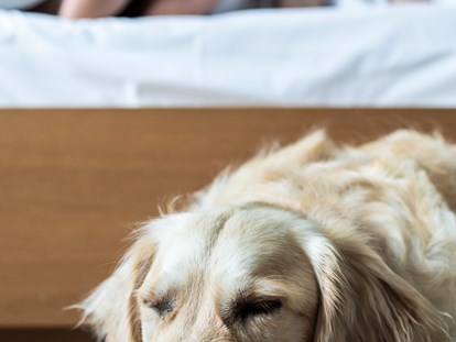 Hundehotel - Hundewiese: eingezäunt - Saltaus bei Meran - Wanderhotel Vinschgerhof