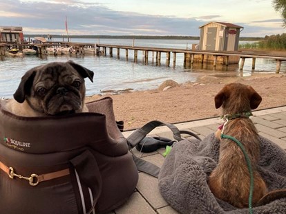 Hundehotel - Hundewiese: eingezäunt - Seenplatte - Hundeleben. Ihr Vierbeiner in all' unseren Restaurants willkommen! - Fleesensee Resort & Spa