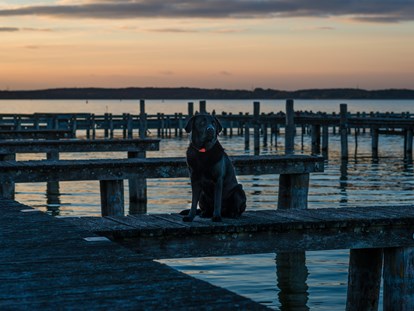 Hundehotel - Hundewiese: eingezäunt - Plau am See - Fleesensee Resort & Spa