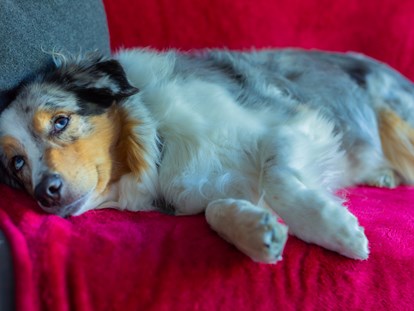 Hundehotel - Verpflegung: 3/4 Pension - Gurgl - Hund im Zimmer - Wiesenhof Garden Resort 