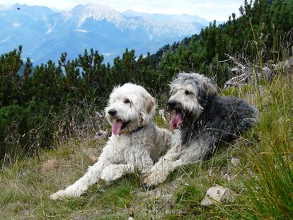 Hundehotel - Doggies: 3 Doggies - Feld am See - Hundehotel_nawu_apartments_Wandern_Nassfeld - nawu apartments