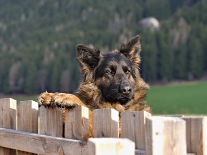 Hundehotel - Hund im Restaurant erlaubt - Ahrntal - Ferienwohnungen mit eingezäuntem Privatgarten - HIRBEN Naturlaub