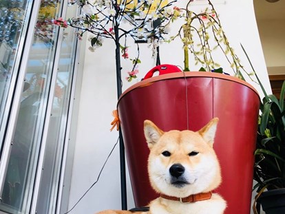 Hundehotel - Hund im Restaurant erlaubt - Partschins - Hotel BAMBOO