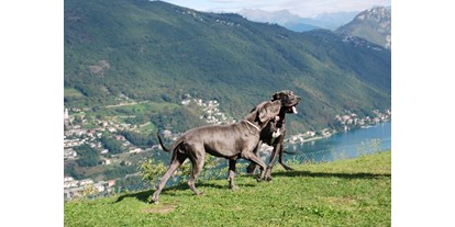 Hundehotel - Hund im Restaurant erlaubt - Serpiano - Hotel Serpiano