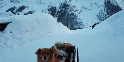 Hundehotel - Unterkunftsart: Pension - Seefeld in Tirol - Schlittenfahrt mit Hunden - Haus Alpengruss