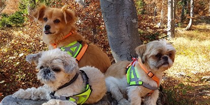 Hundehotel - Hundewiese: nicht eingezäunt - Bad Kohlgrub - wandern mit Hunden - Haus Alpengruss