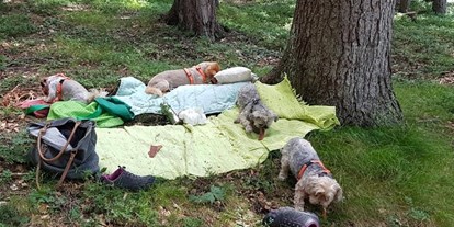 Hundehotel - Hundewiese: nicht eingezäunt - Brenner - Picknick im Wald - Haus Alpengruss