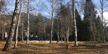 Hundehotel - Umgebungsschwerpunkt: Berg - Achenkirch - Lupo im Birkenwald - Haus Alpengruss
