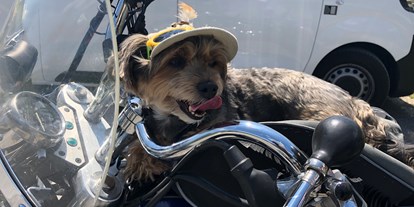 Hundehotel - Unterkunftsart: Pension - Seefeld in Tirol - Hund mit auf dem Motorrad - Haus Alpengruss