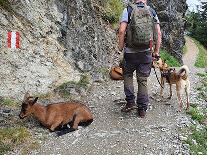 Hundehotel - Steiermark - Weg zum Spiegelsee - Bergbauernhof Irxner