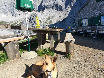 Hundehotel - Umgebungsschwerpunkt: am Land - Tauplitz - Südwandhütte Dachstein - Bergbauernhof Irxner