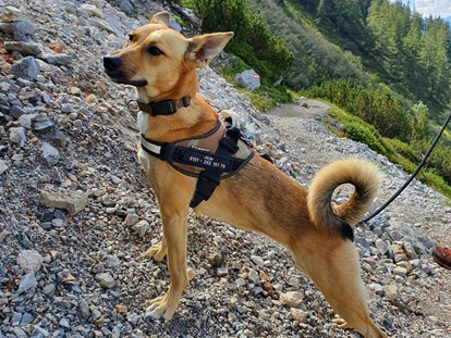 Hundehotel - Hund im Restaurant erlaubt - Großarl - Bergbauernhof Irxner