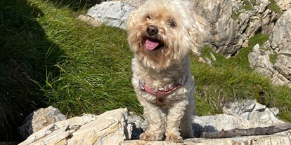 Hundehotel - Schwerpunkt: Seen & Berge - Lui wander zum Schuhflicker in Großarl - Birnbaum Chalets
