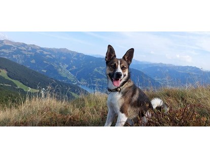 Hundehotel - Doggies: 3 Doggies - Kitzbühel - Wanderung mit Hund inkl. Panoramaaussicht mit Start vor dem Hotel - Berghotel Jaga Alm 