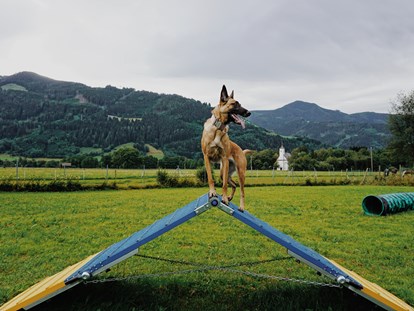 Hundehotel - Pinzgau - Hundewiese - Feriendorf Oberreit